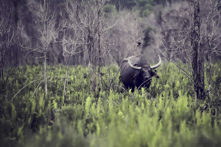 Bison Bison walking in foliage